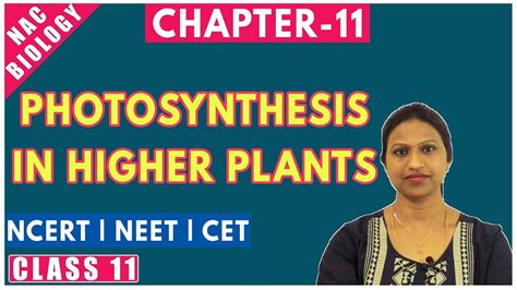 Photosynthesis In Higher Plants Class 11 Plant Physiology Ncert
