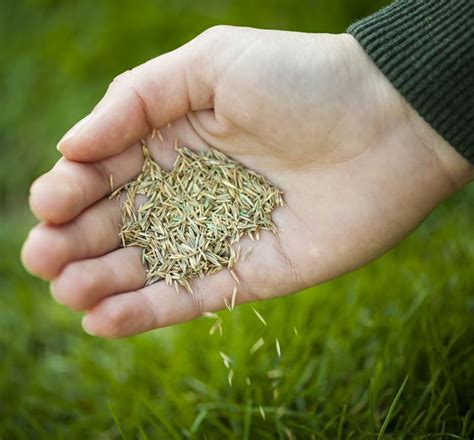 Mar 12, 2020 · they grow most actively when air temperatures are warm, between 70 and 90 degrees f. How Long Does Grass Seed Take To Grow | Best Reviewer