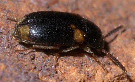 Small Black Beetle With Light Spots Mycetophagus Serrulatus