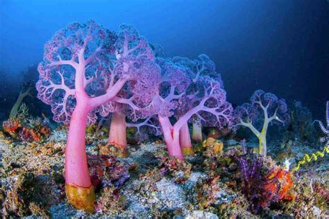 10 Weirdest Underwater Plants Ever Discovered Steamdaily