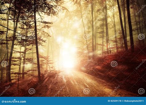 Dreamy Forest Light With Firefly Lights Stock Photo Image Of