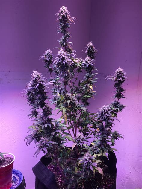 Northern Lights 5 Bodhi Seeds Cannabis Strain Gallery