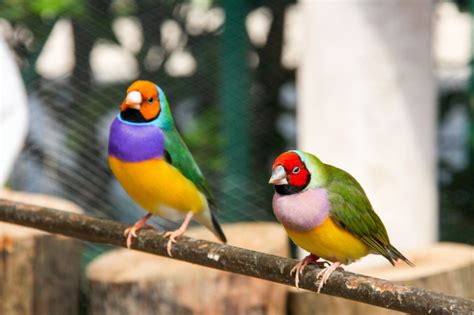 Lady Gouldian Finch Care Guide Diet Lifespan And More