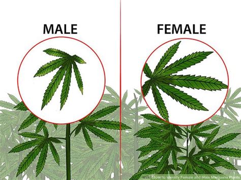 How To Identify Male And Female Plants