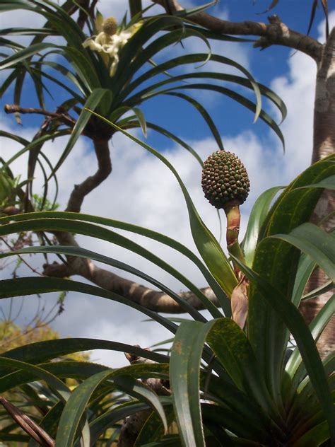The greatest number of species are found in madagascar and malesia. Pandanus - Wikiwand