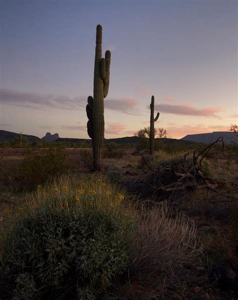 Sonoran Desert Sunset Photograph By Allan Erickson