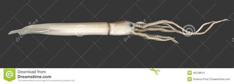 Giant Squid Architeuthis Stock Illustration Image 46128613
