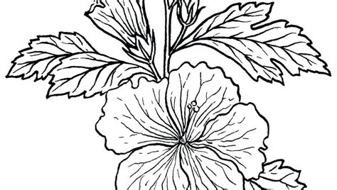 Tropical rainforest plants coloring pages. Collection of Rainforest clipart | Free download best ...