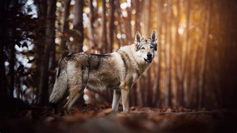 We hope you enjoy our growing collection of hd images to use as a background or home screen for your. 1920x1080 Wolf Look Like Dog Laptop Full HD 1080P HD 4k Wallpapers, Images, Backgrounds, Photos ...