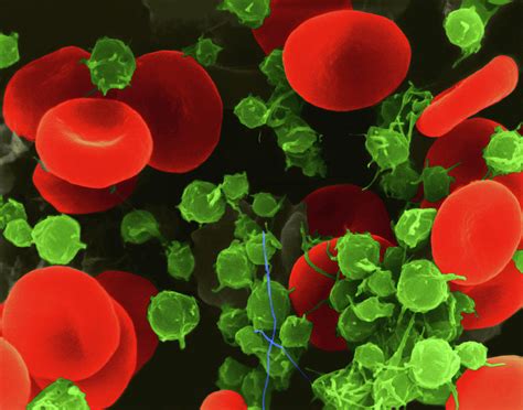 Red Blood Cells And Platelets Photograph By Dennis Kunkel Microscopy Science Photo Library