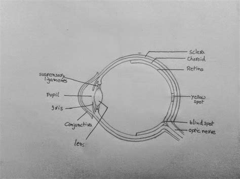 Draw It Neat How To Draw Human Eye Section