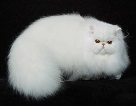 35 Very Best White Persian Cat Pictures And Images