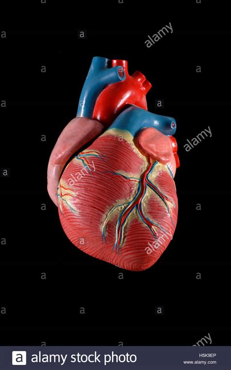 Anatomical Model Internal Organs Human Hi Res Stock Photography And
