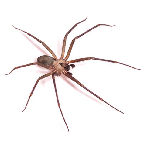 Brown Recluse Wolf Spider Size Comparison Icerem