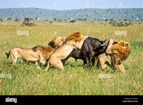 Lions Attacking Buffalo Masai Mara Kenya Stock Photo Alamy