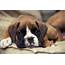 Our Boxer Puppies Are Such Beauties  Petland Mall Of Ga