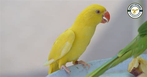 12 Common Diseases Of Parrots Causes Symptoms And Treatment Parrot