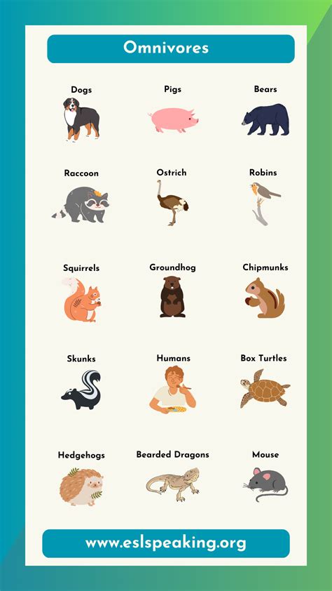 Animals That Are Omnivores List With Pictures
