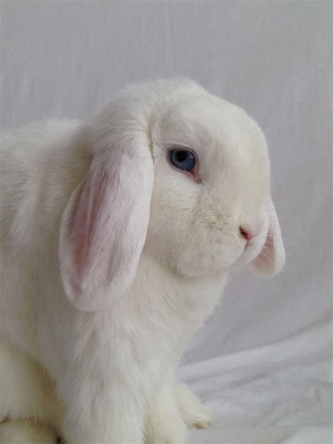 White Holland Lop With Blue Eyes