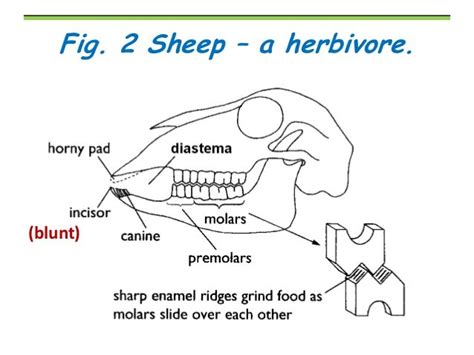 What Type Of Teeth Do Herbivores Have Teeth Poster