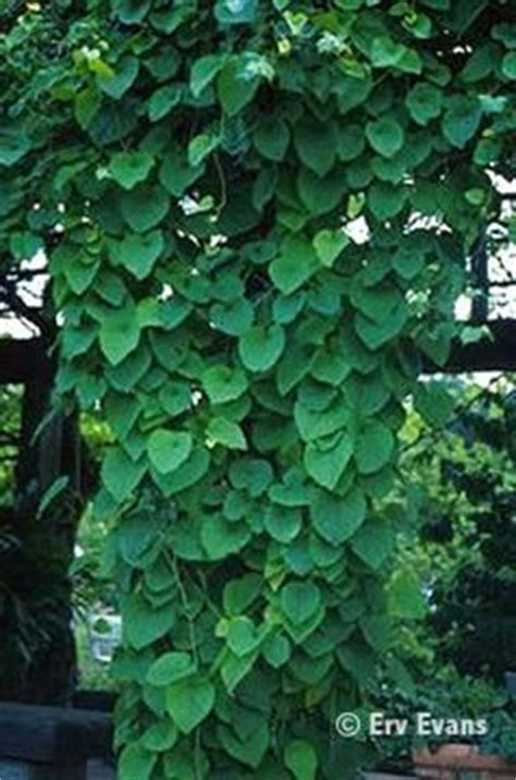 Perennial vines are often classified by how they cling to a support: Dutchman's pipe vine evergreen zone 4-8 ok with shade ...