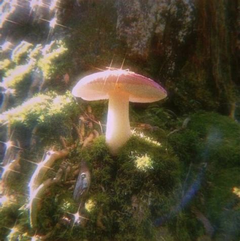 Aesthetic Mushrooms 🤩 🍄 In 2020 Nature Aesthetic Aesthetic Pictures