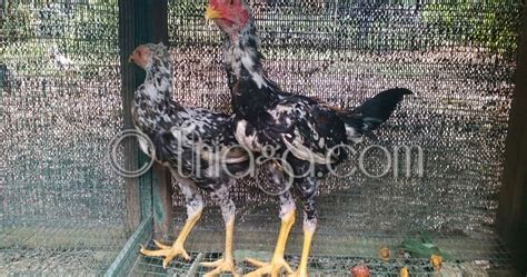 Ayam Ratu Uniaga Aviary™