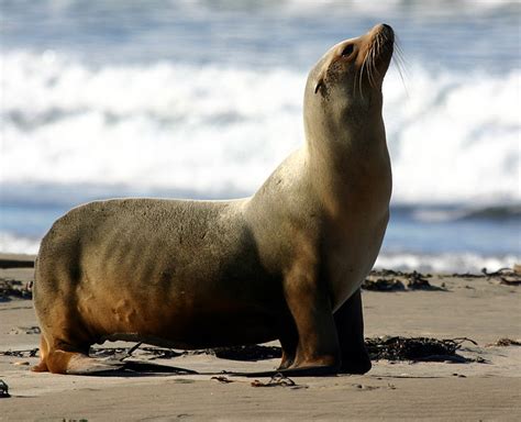 Animales En El Planeta El León Marino De California Zalophus