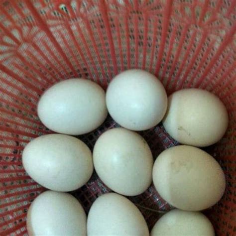 Telur Ayam Cemani Asli