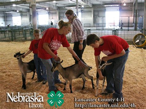 4 H And Ffa Goat Show Photos 2008 Lancaster County Fair Nebraska