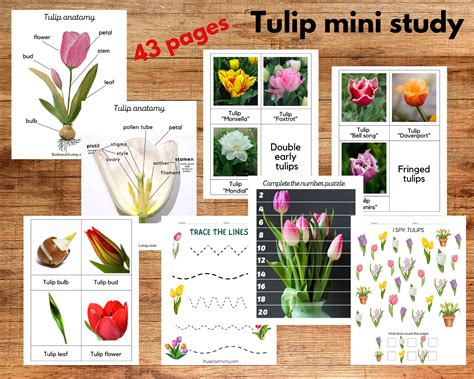 Tulip Anatomy Mini Study Tulip Learning Pack Tulips Etsy