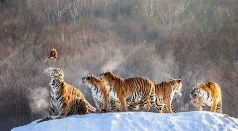 Grupo De Tigres Siberianos Cazando Presas En El Prado Nevado Del Bosque