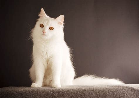 White Cats Breeds Names And Deafness Cat World