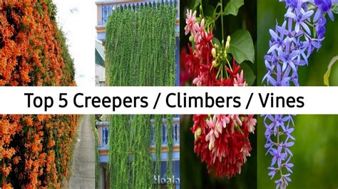 Top 5 Creepersclimbersvines In India Top Flowering Creepersvines