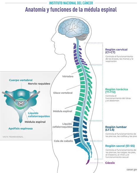 Para Jugar Va A Decidir Sequía Medula Espinal Anatomia Y Fisiologia