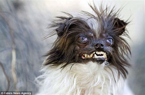 【画像あり】世界一醜い犬を決めるコンテスト（閲覧注意） 禿同ニュース速報｜まとめサイト