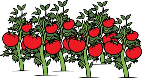 800 Tomato Plant Illustrations Royalty Free Vector Graphics Clip