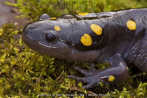 Spotted Salamander Stock Photo Minden Pictures