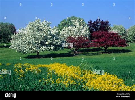 Flowering Crabapple Trees At The Minnesota Landscape Arboretum In