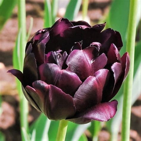Gorgeous Dark Purple Tulip Bulbs For Sale Online Black Hero Easy To
