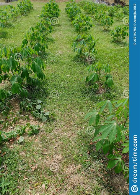 Cassava Plant Or Locally Known As Pokok Ubi Kayu The Leaves And The