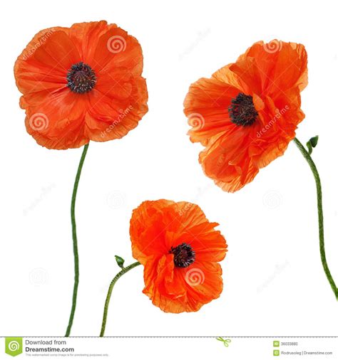 Search 123rf with an image instead of text. Set Of Single Poppy Flowers Isolated On White Background ...