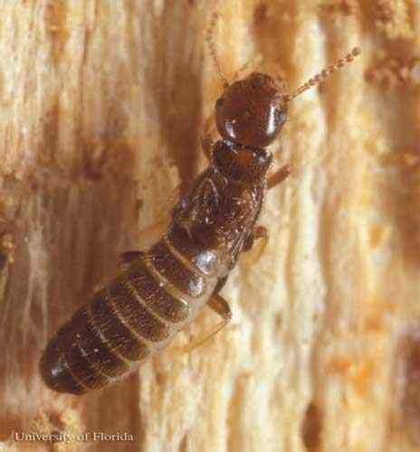 Are These Small Brown Insects Sometimes With Wings Termites Quora