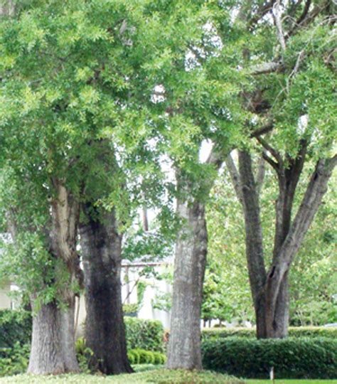 Maybe you would like to learn more about one of these? Quick! I need a fast-growing shade tree . . . - The Lazy ...
