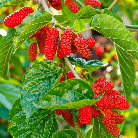 Check spelling or type a new query. 10 Fast Growing Fruit Trees in India • India Gardening