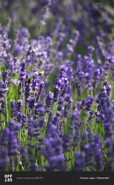Close Up Of Fresh Lavender Flowers Blooming Outdoors Stock Photo Offset