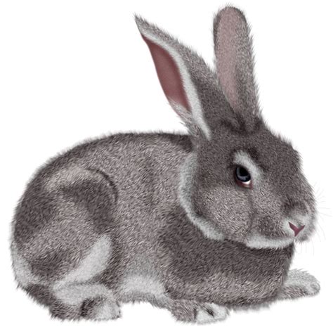 Hare Domestic Rabbit Clip Art Bunny Png Png Download 800790 Free
