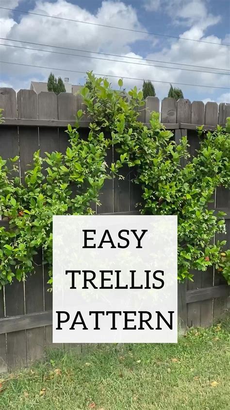 Easy Trellis Tutorial I Used Star Jasmine Because Its A Beautiful And