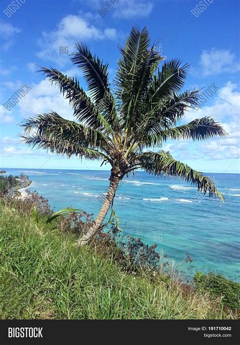 Hawaiian Coconut Tree Image And Photo Free Trial Bigstock