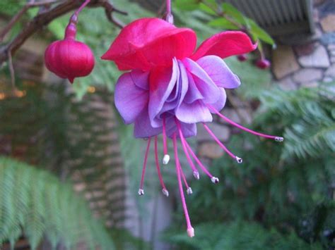 Some rare flowers are close to extinction. Exotic flower . | Looking fresh and smellING good ...
